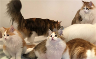 挪威森林猫猫舍推荐