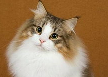 猫咪营养不良怎么办？怎么改善？