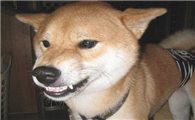 狗狗怎么会忽然攻击主人?这是怎么了?