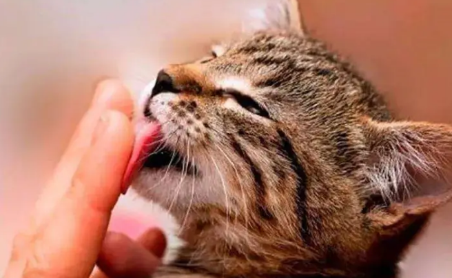 猫咪为什么喜欢舔人呢