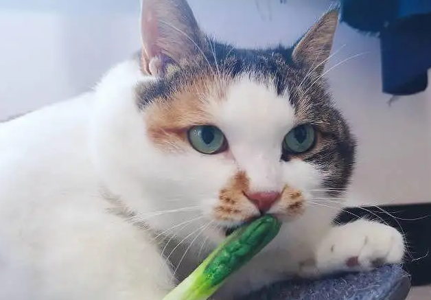 猫能吃葱吗为什么