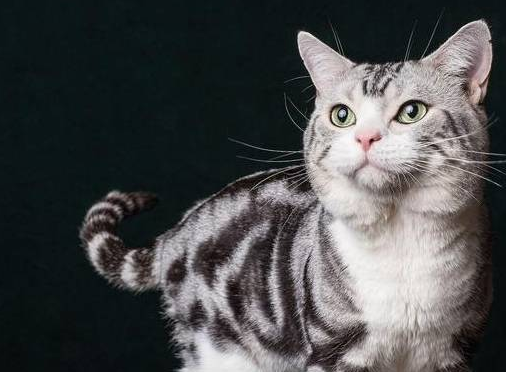 猫猫常见的遗传性疾病你知道哪些？来了解下吧