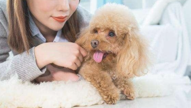 有关泰迪的五个冷门知识，全了解的是真情毫无疑问了