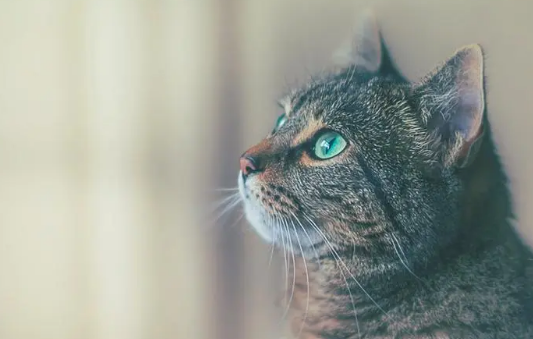 训练宠物猫的生理基础，猫咪技能训练