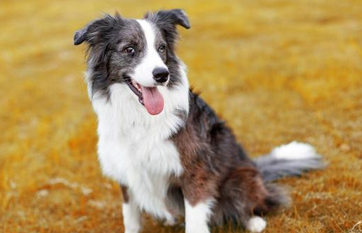 边牧犬什么颜色最贵?