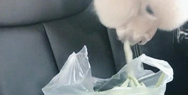 随手将豆角放在后座位上,被发现偷吃的羊驼满脸嫌弃 随手将豆角放在后座位上,被发现偷吃的羊驼满脸嫌弃