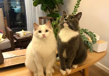 土猫和宠物猫的区别