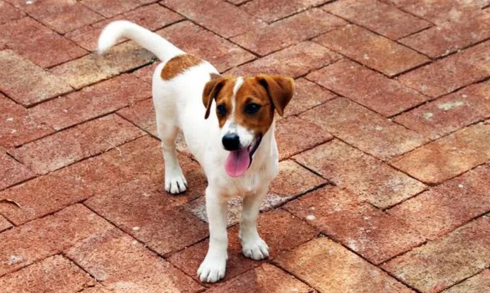 杰克罗素梗犬是什么狗 杰克罗素梗犬是什么狗