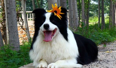 牧羊犬钙的缺失有哪些症状?来了解一下吧 牧羊犬钙的缺失有哪些症状?来了解一下吧