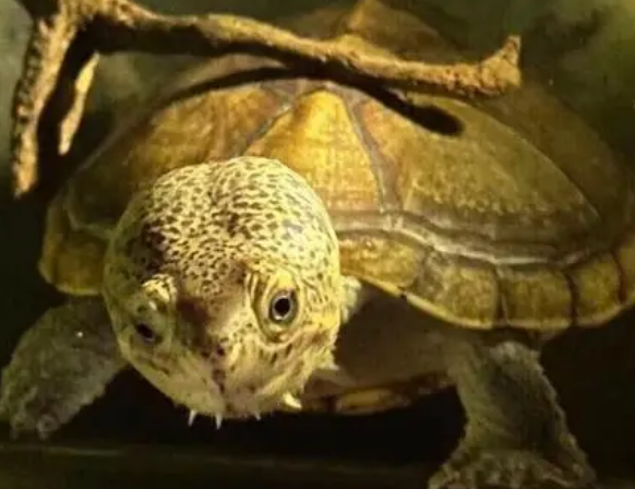 哈雷拉泥龟需要加温吗?哈雷拉泥龟需要加温么? 哈雷拉泥龟需要加温吗?哈雷拉泥龟需要加温么?