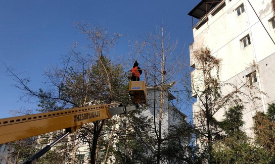 猫被困在10多米的树顶，处境危险，看了忍不住捏把汗