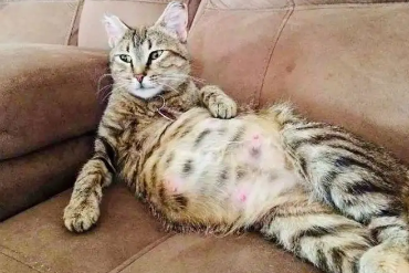 猫咪怀孕了该怎么办