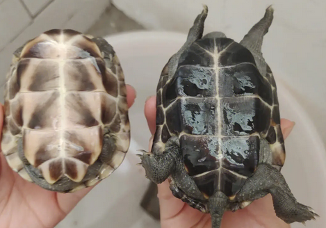 龟知识:地图龟怎么分公母?