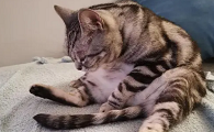 猫咪为什么会出现咬尾巴
