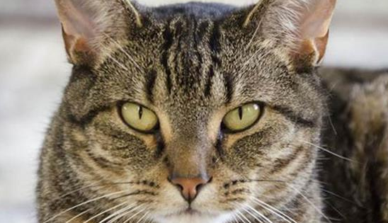 为什么喜欢猫却有虐猫心理？有虐猫倾向是什么心态？