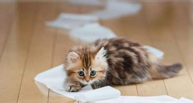 蛋白质是猫咪健康的重要元素(猫需要的蛋白质含量)