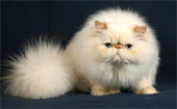 宠物猫的品种大全排行及价格