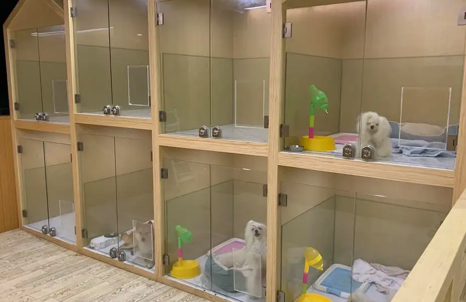 一般宠物店寄养要多少钱一天