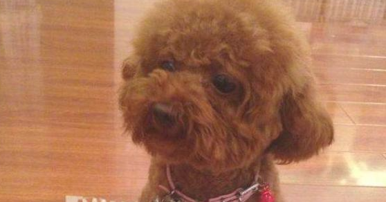 为何愈来愈多的人“弃养”泰迪犬?网民:我害怕了 为何愈来愈多的人“弃养”泰迪犬?网民:我害怕了