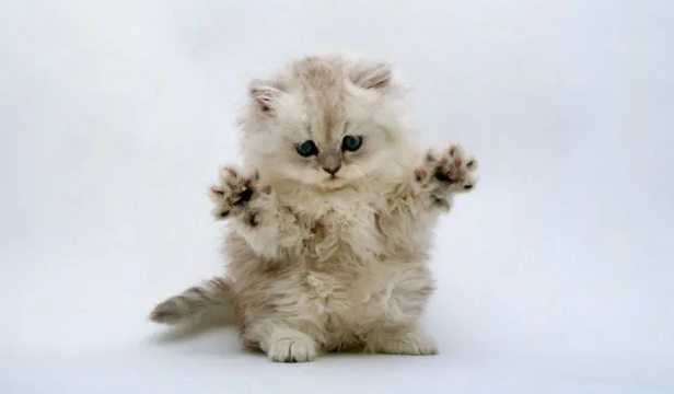 训练猫咪装死的三个步骤,8秒让你学会!