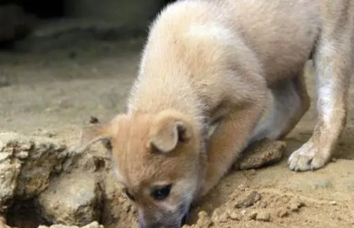 农村养狗吃什么饲料
