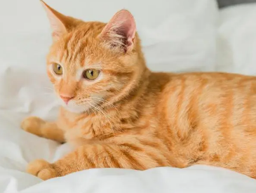 找猫最有效的方法，有效寻找猫的方法