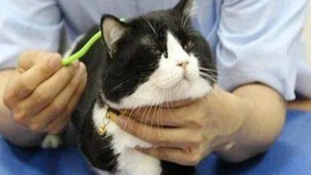如何调理猫咪的身体？