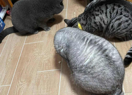 虎主任猫粮新品上市!配方全面升级,为猫咪提供精准营养 虎主任猫粮新品上市!配方全面升级,为猫咪提供精准营养