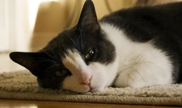 长期室内养猫对人体有影响吗