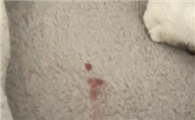 猫咪尿血的原因有哪些?猫咪尿血就一定是尿道炎吗?