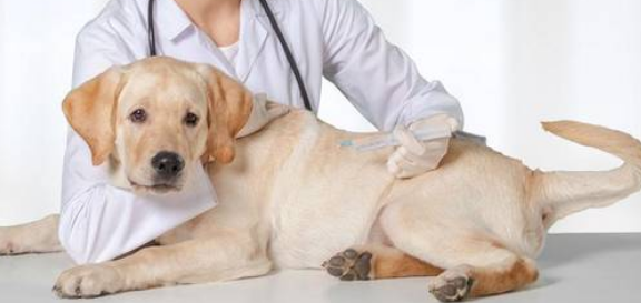 狗狗流黄鼻涕并不是犬瘟是发烧感冒吗？