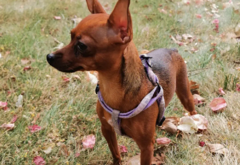 怎么训练小鹿犬大小便