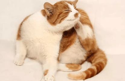 猫咪耳朵很干净但是一直挠和甩头