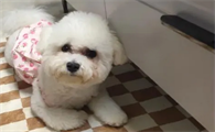 50天上下的比熊幼犬,一天吃多少米糊?