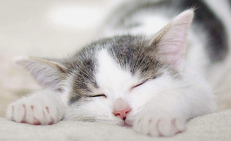 猫咪为什么喜欢爬着睡