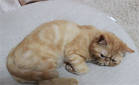 猫咪两岁还能训练吗？猫咪技巧训练！