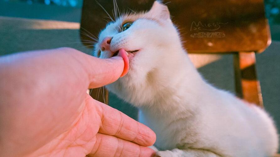 十种宠物猫咪表达爱意的方式