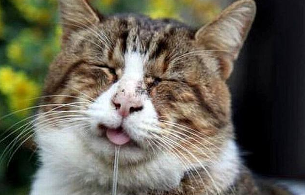 猫咪一直张嘴流口水是为什么