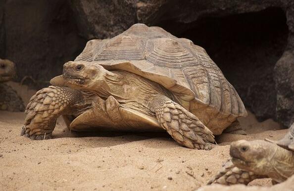 苏卡达陆龟会跟着人吗?来试试