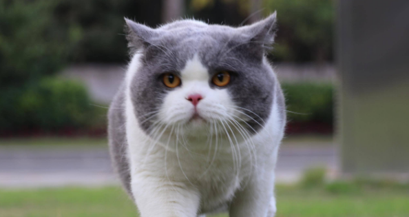 英短猫多少钱一只