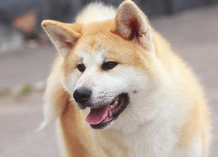 如何区别柴犬和秋田犬,关键有这几个方面! 如何区别柴犬和秋田犬,关键有这几个方面!