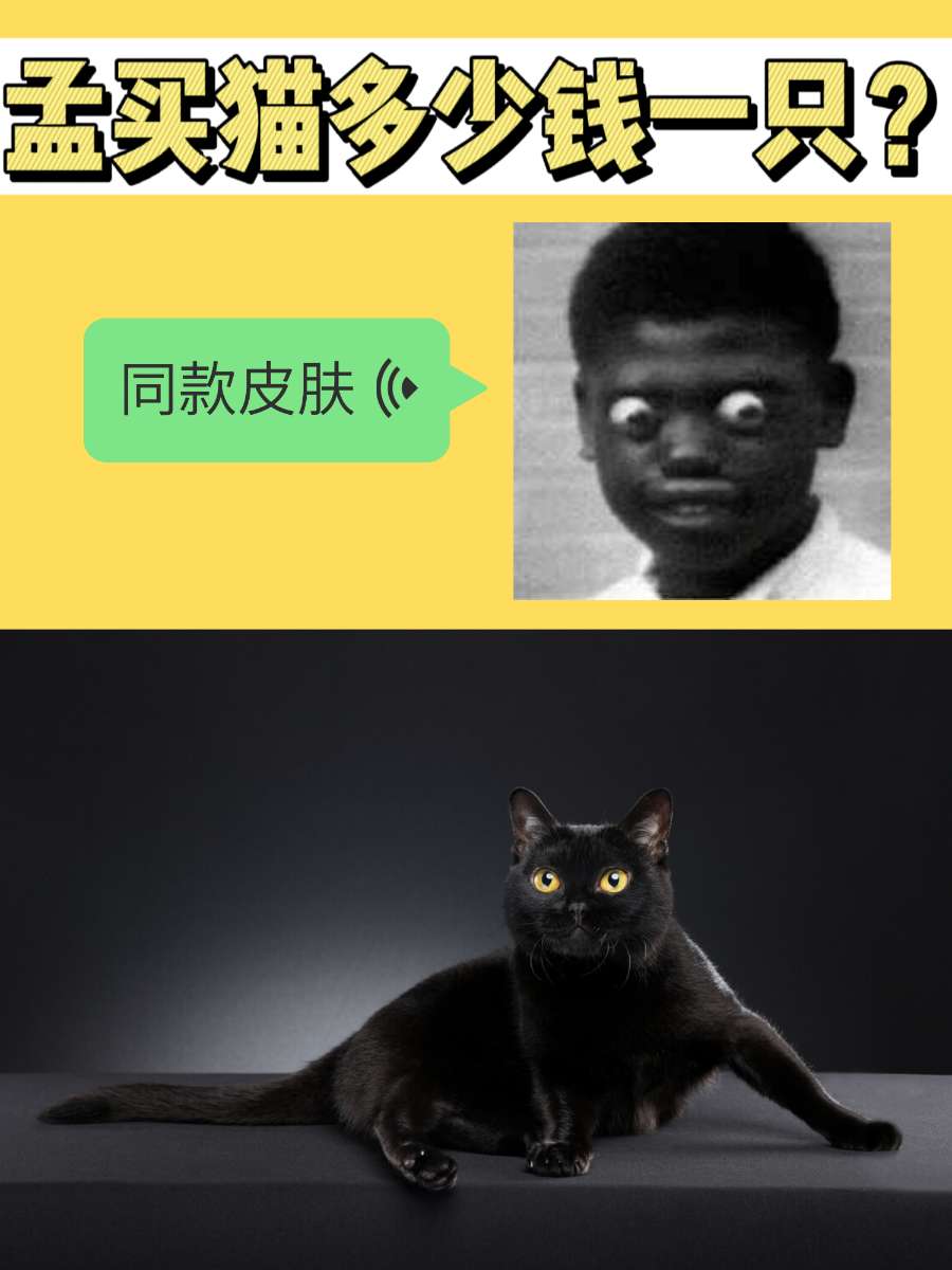 孟买猫多少钱一只？这只小黑豹长得真不错