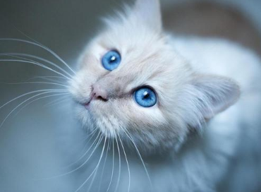 怎么判断猫咪是不是宠物猫 怎么判断猫咪是不是宠物猫