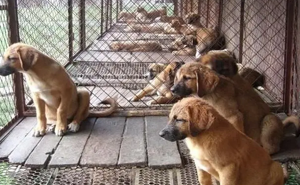 附近肉狗养殖场