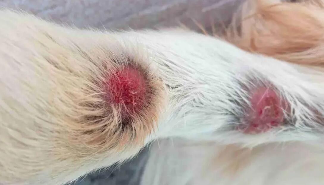 狗掉毛比较严重是皮肤病吗