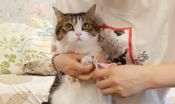 怎么样给猫咪剪指甲？