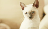 传染性猫病毒性鼻气管炎的症状及防治方法是什么?来看看吧