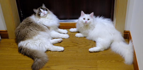 挪威森林猫和布偶猫的区别