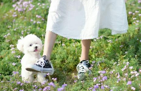 这一切的委屈，只有养“比熊犬”的人才会懂！