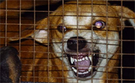 有这种病症的狗狗,注意了,将会身患狂犬病!
